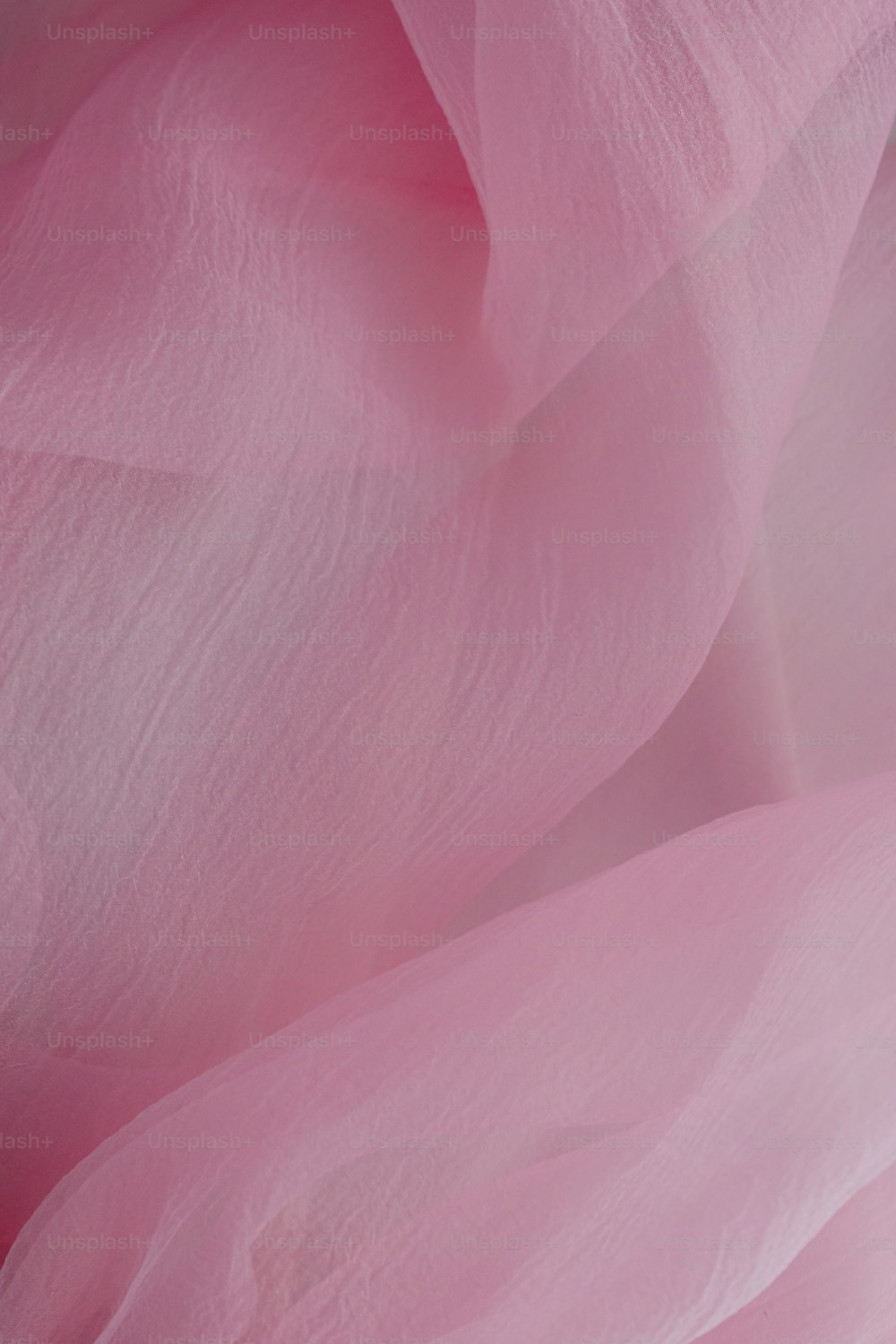 uma vista de perto de uma flor rosa
