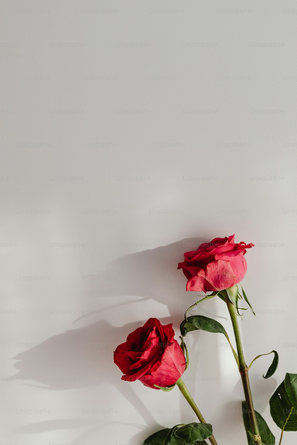 um par de rosas vermelhas sentadas em cima de uma mesa