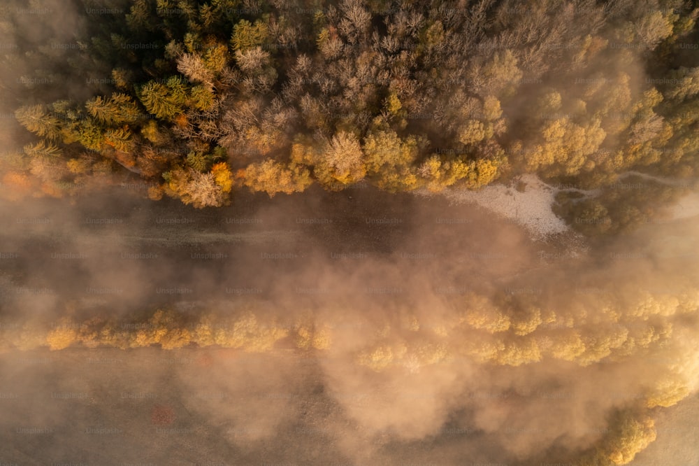 an aerial view of a forest in the fall