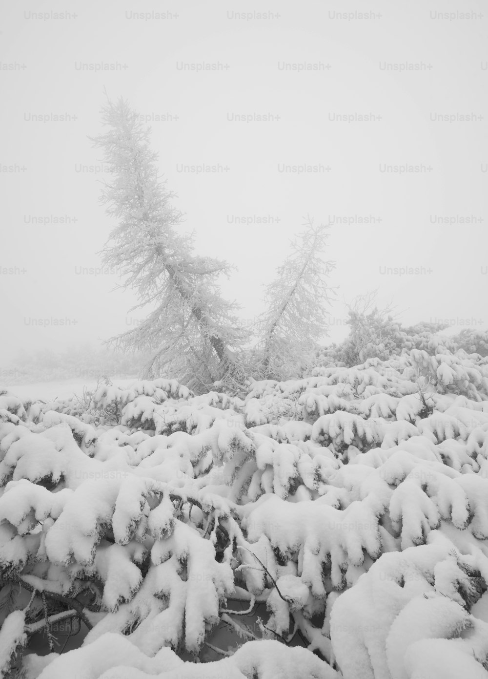 Un campo cubierto de nieve con árboles al fondo