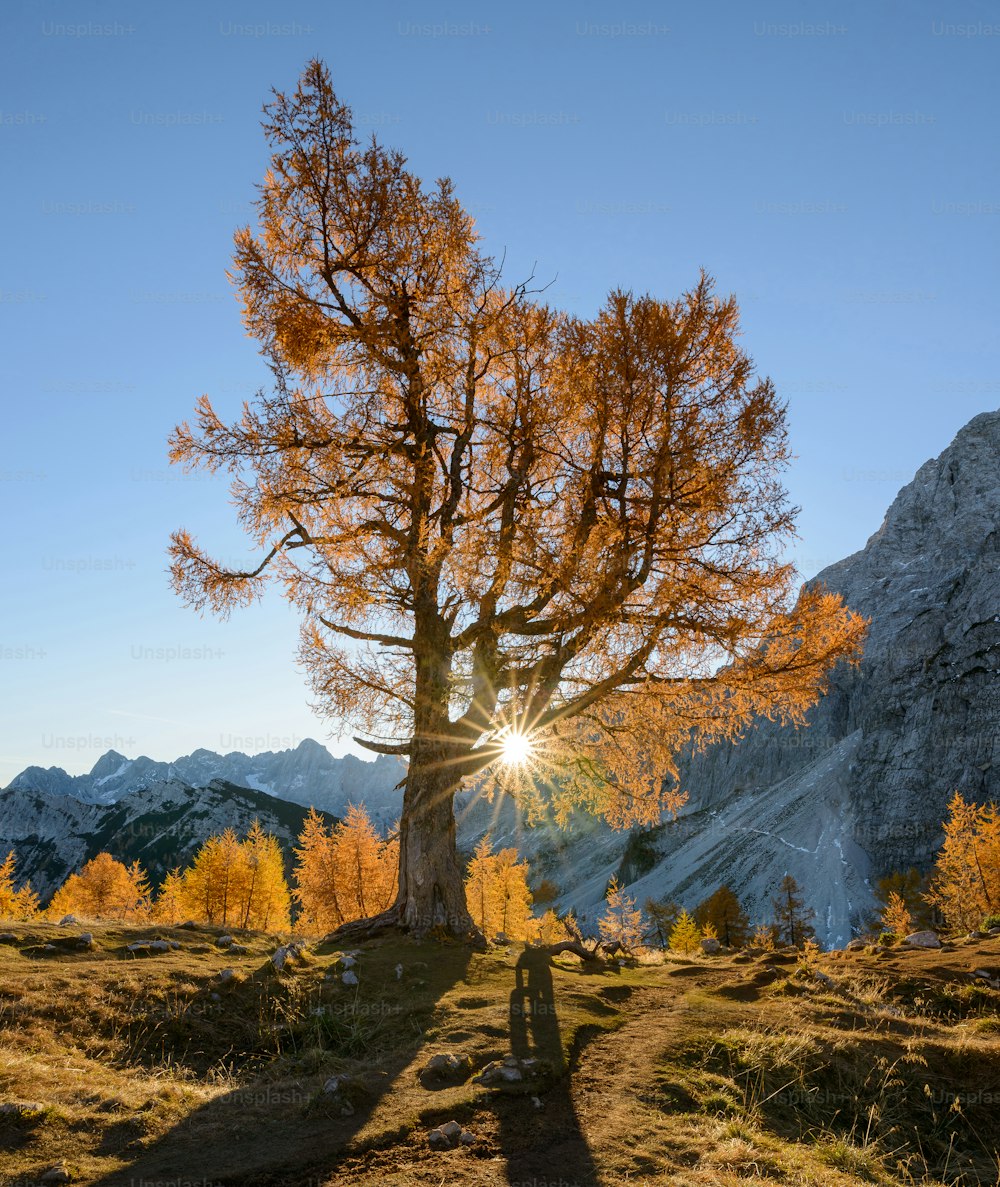 Il sole splende attraverso un albero in montagna