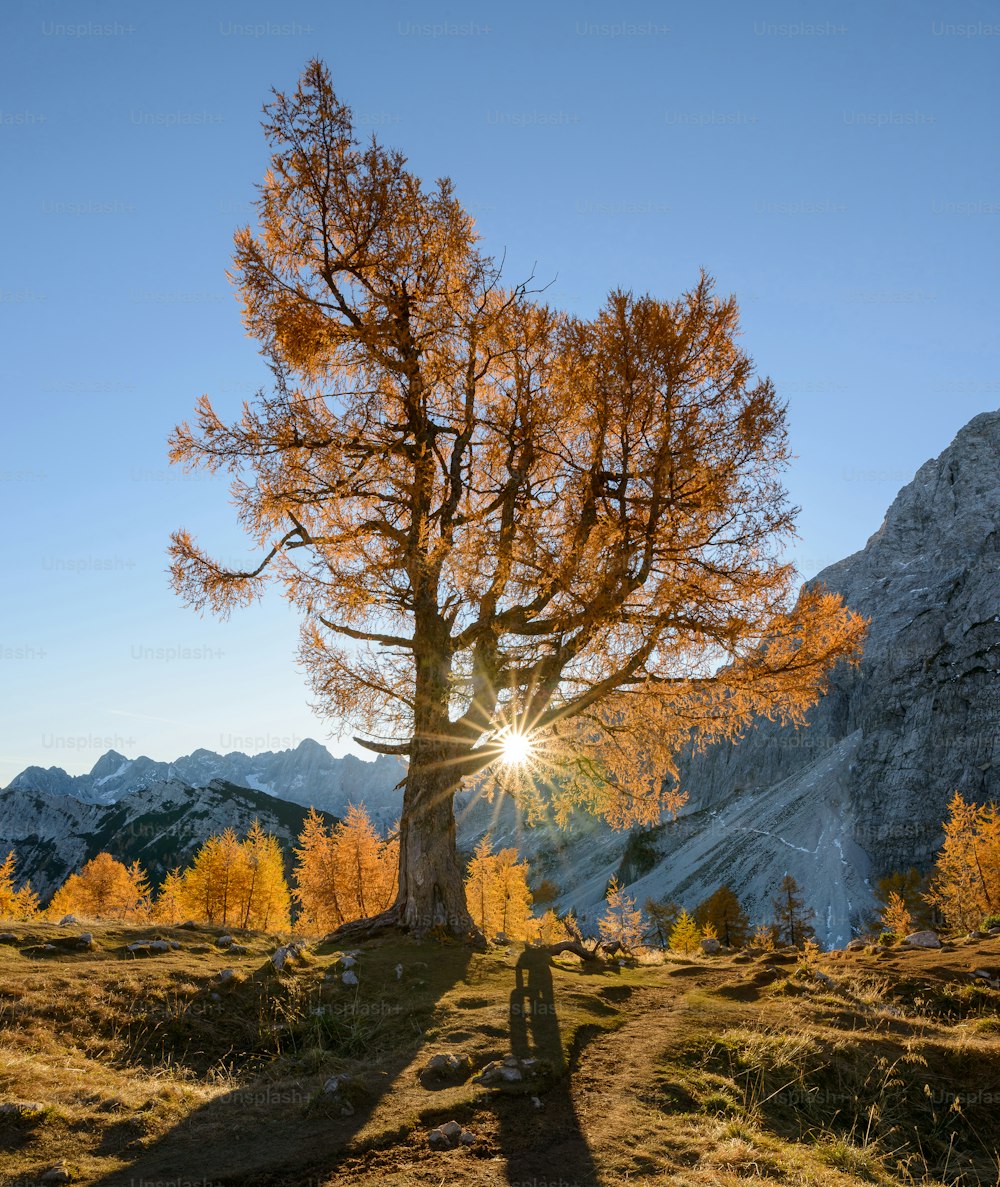 the sun shines through a tree in the mountains