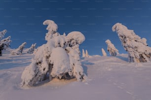 Ein schneebedeckter Wald mit blauem Himmel im Hintergrund