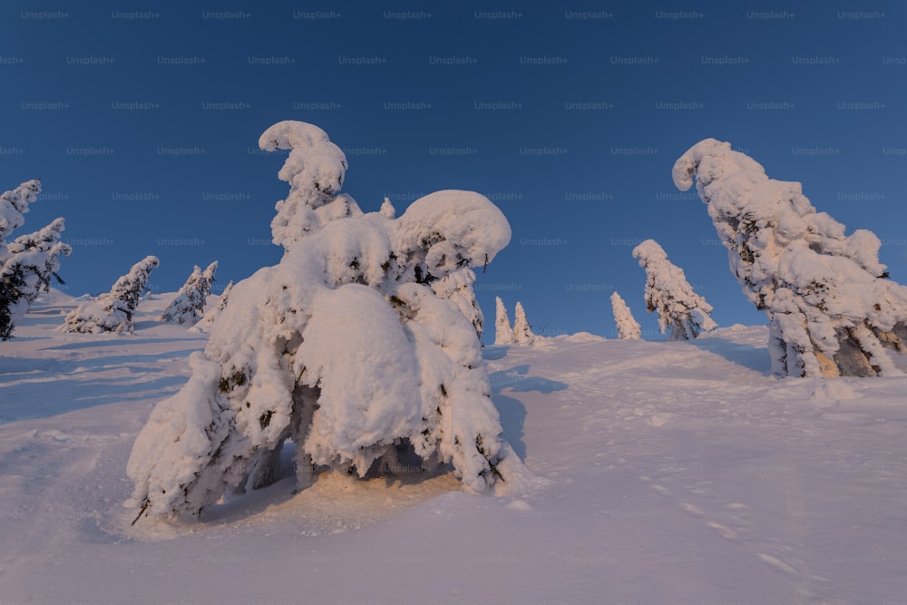 青空を背景に雪に覆われた森