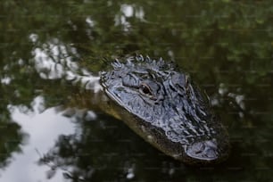 a large alligator is submerged in the water