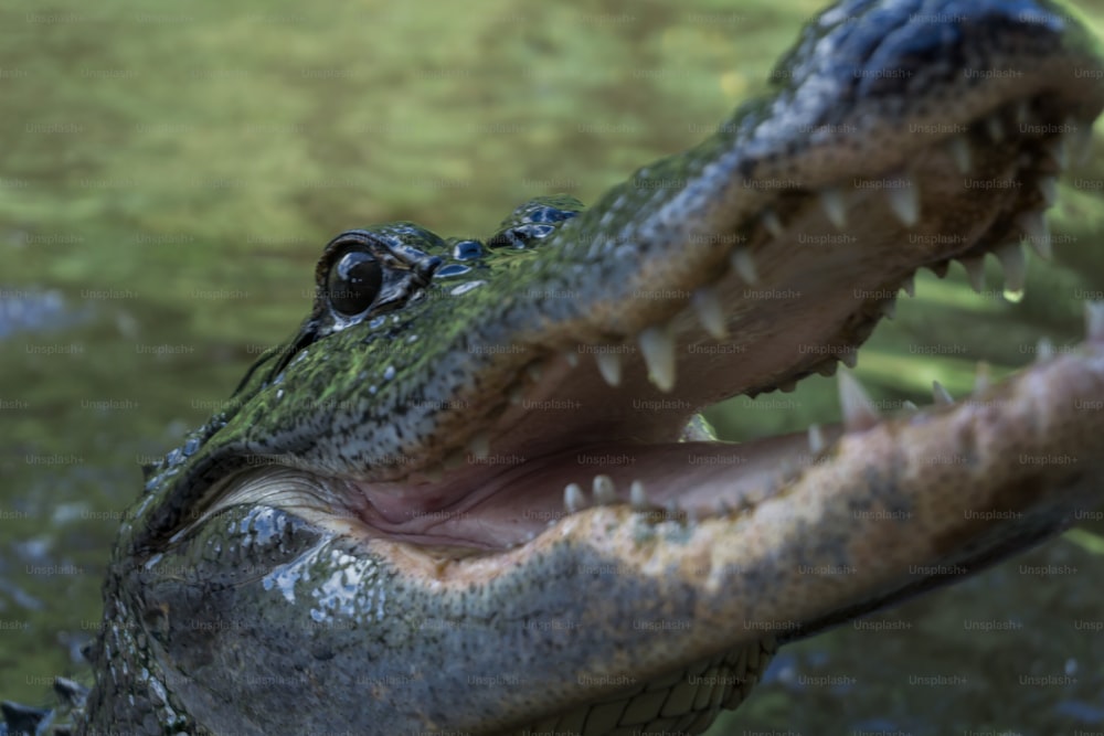 um close up da boca de um crocodilo com água ao fundo