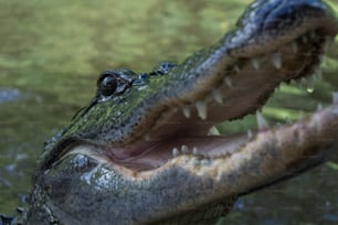 a close up of a crocodile's mouth with water in the background