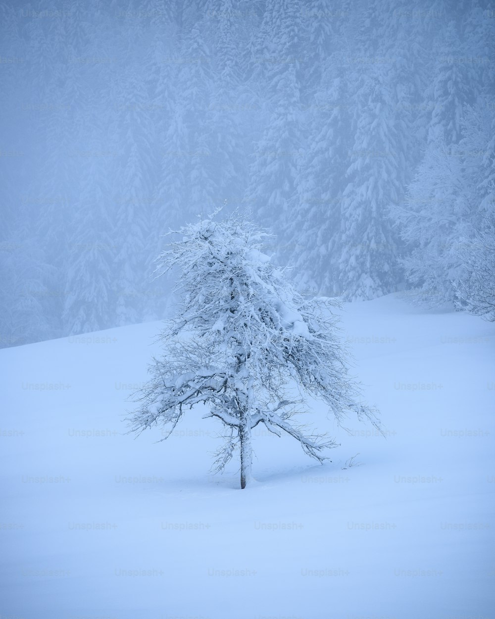 雪原の真ん中にある一本の木