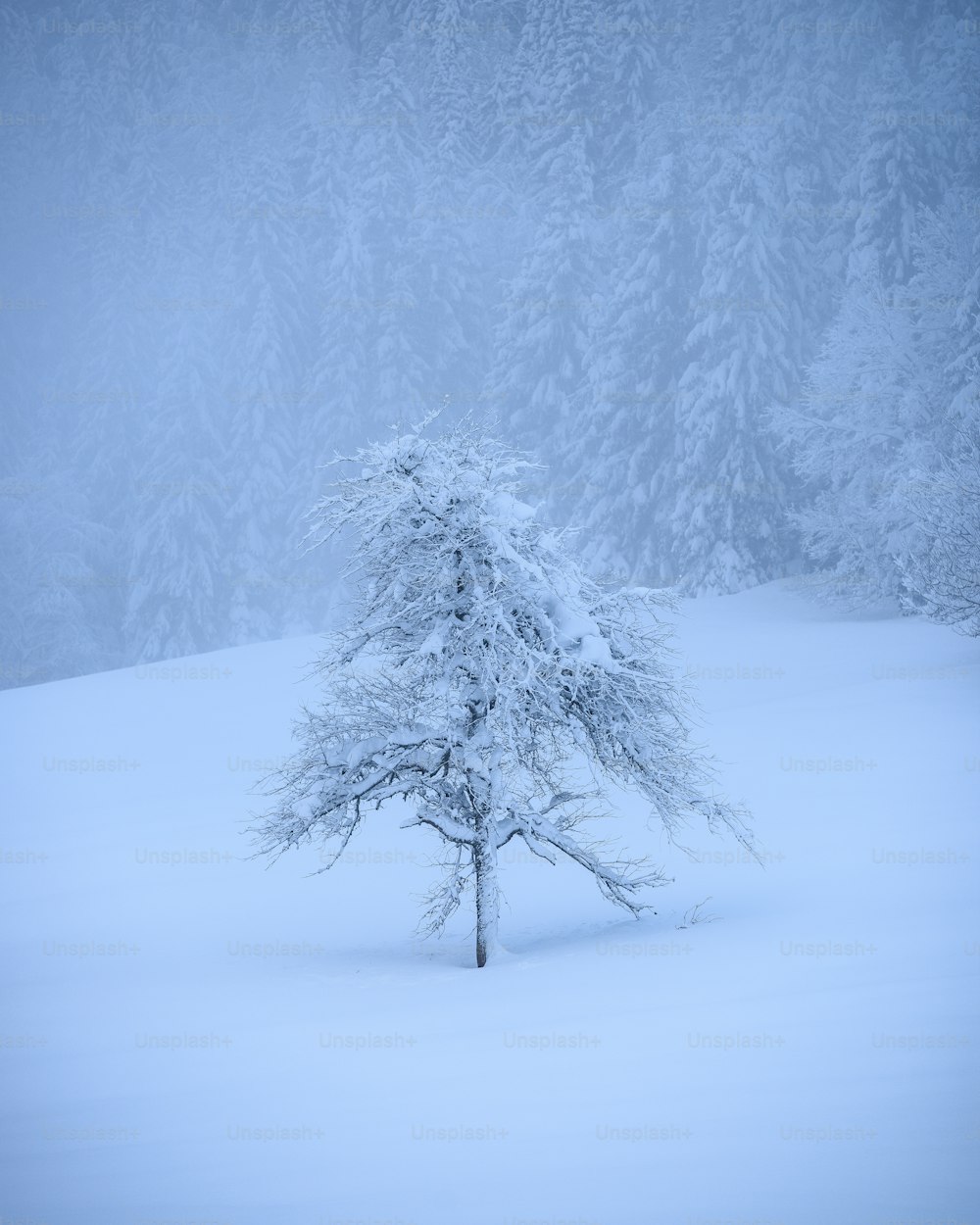 a lone tree in the middle of a snowy field