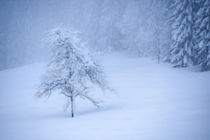 Un árbol solitario en medio de un bosque nevado