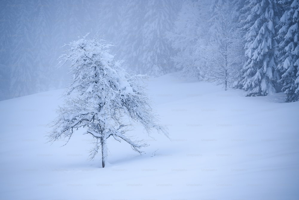 a lone tree in the middle of a snowy forest