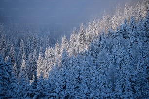 a forest covered in snow covered trees under a blue sky