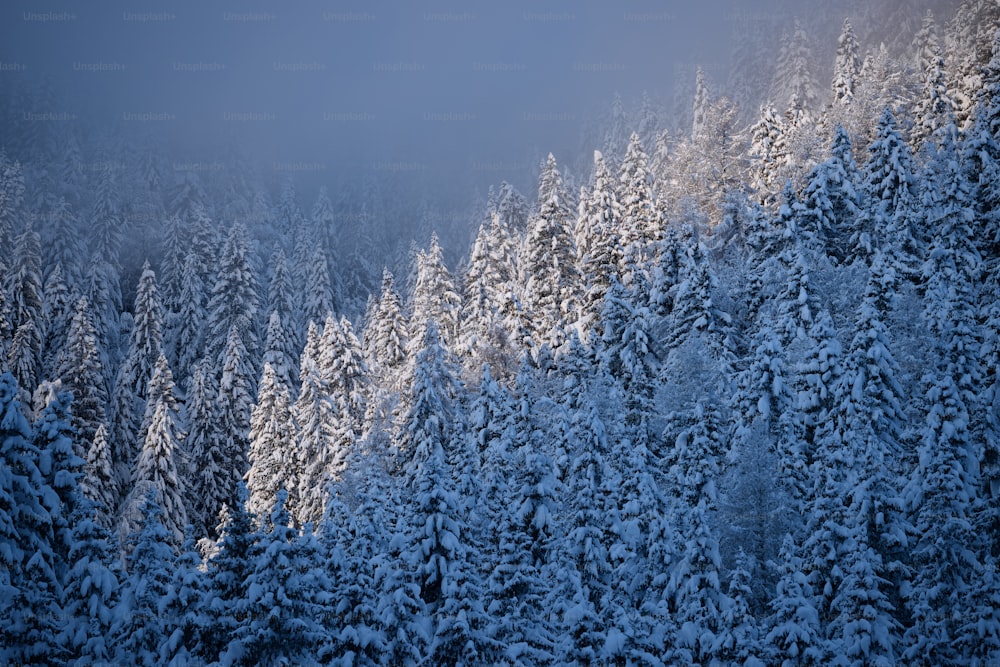 a forest covered in snow covered trees under a blue sky