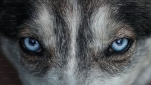 un gros plan des yeux bleus d’un chien