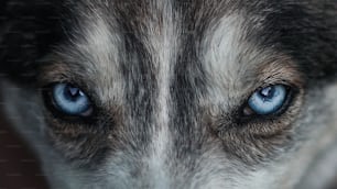 a close up of a dog's blue eyes