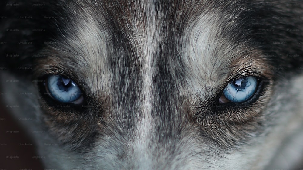 a close up of a dog's blue eyes