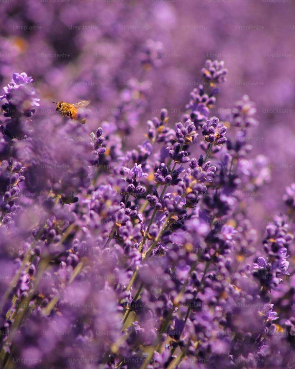 un champ de fleurs de lavande avec une abeille dessus