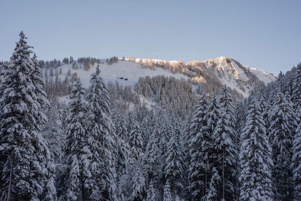 a mountain covered in snow with trees in the foreground