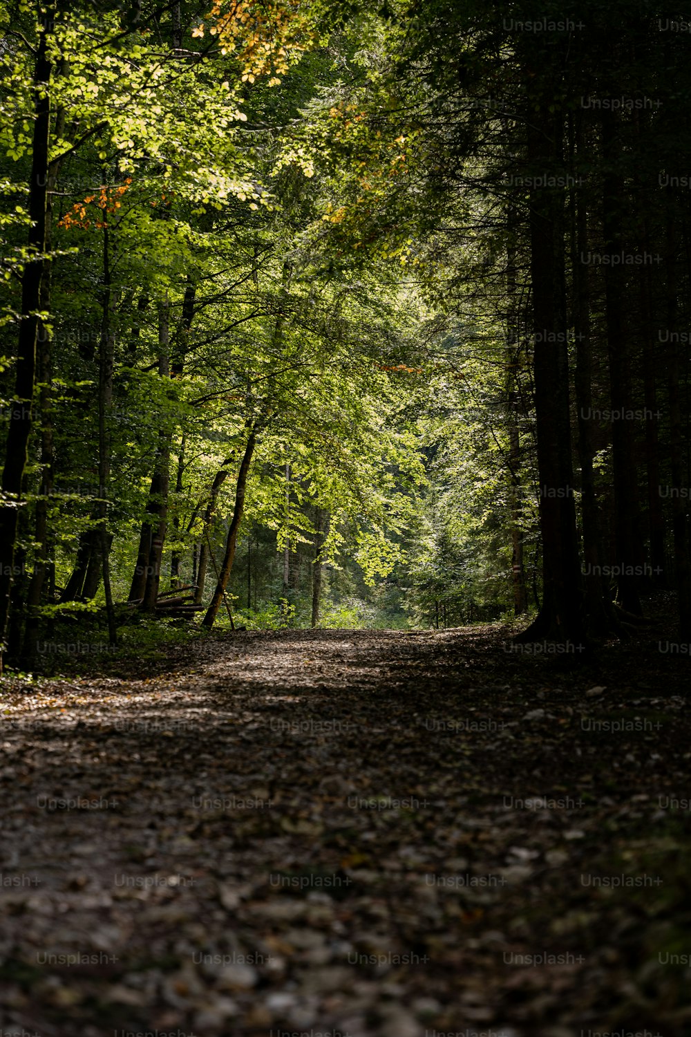 a dirt road in the middle of a forest