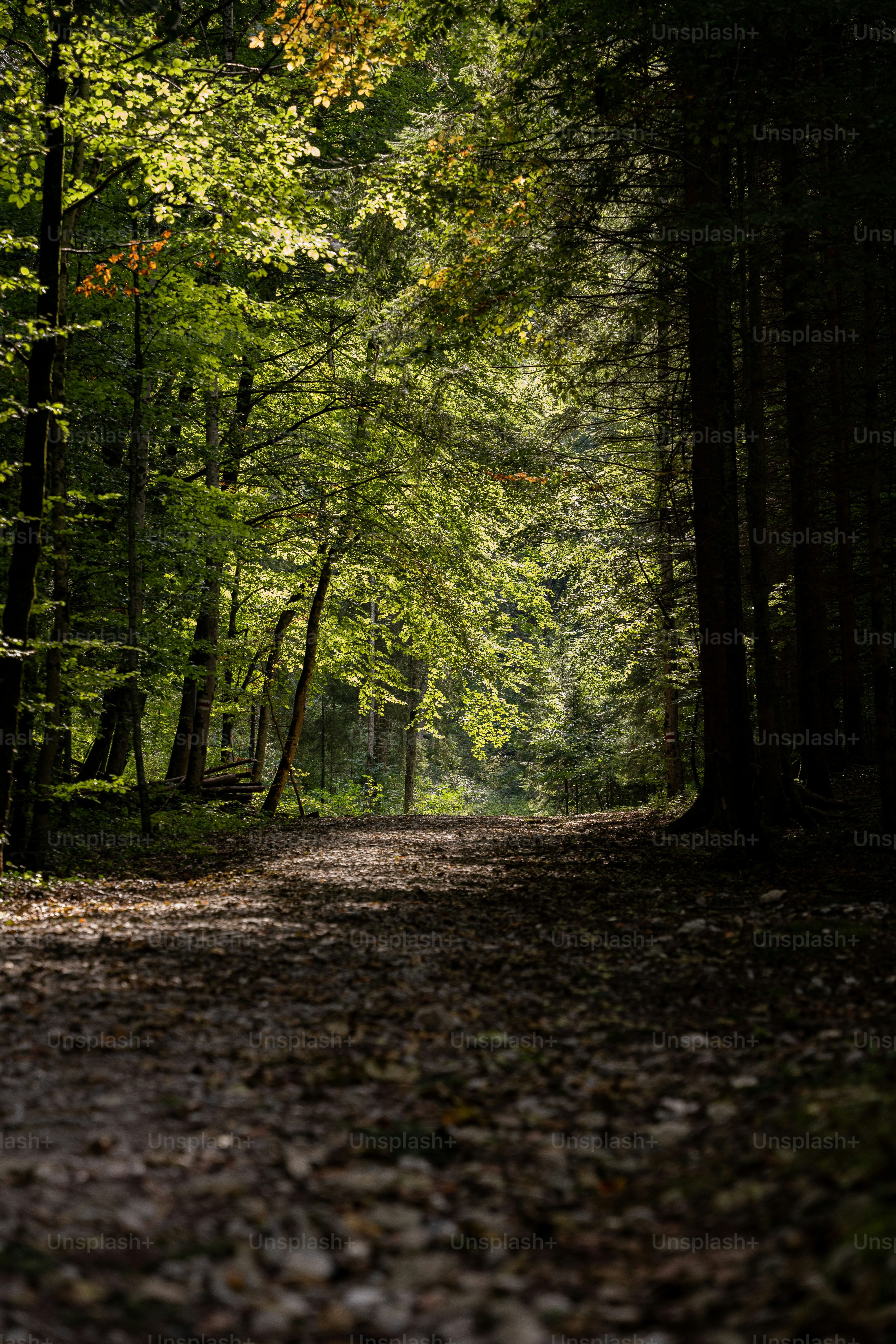 Choose from a curated selection of forest backgrounds. Always free on Unsplash.