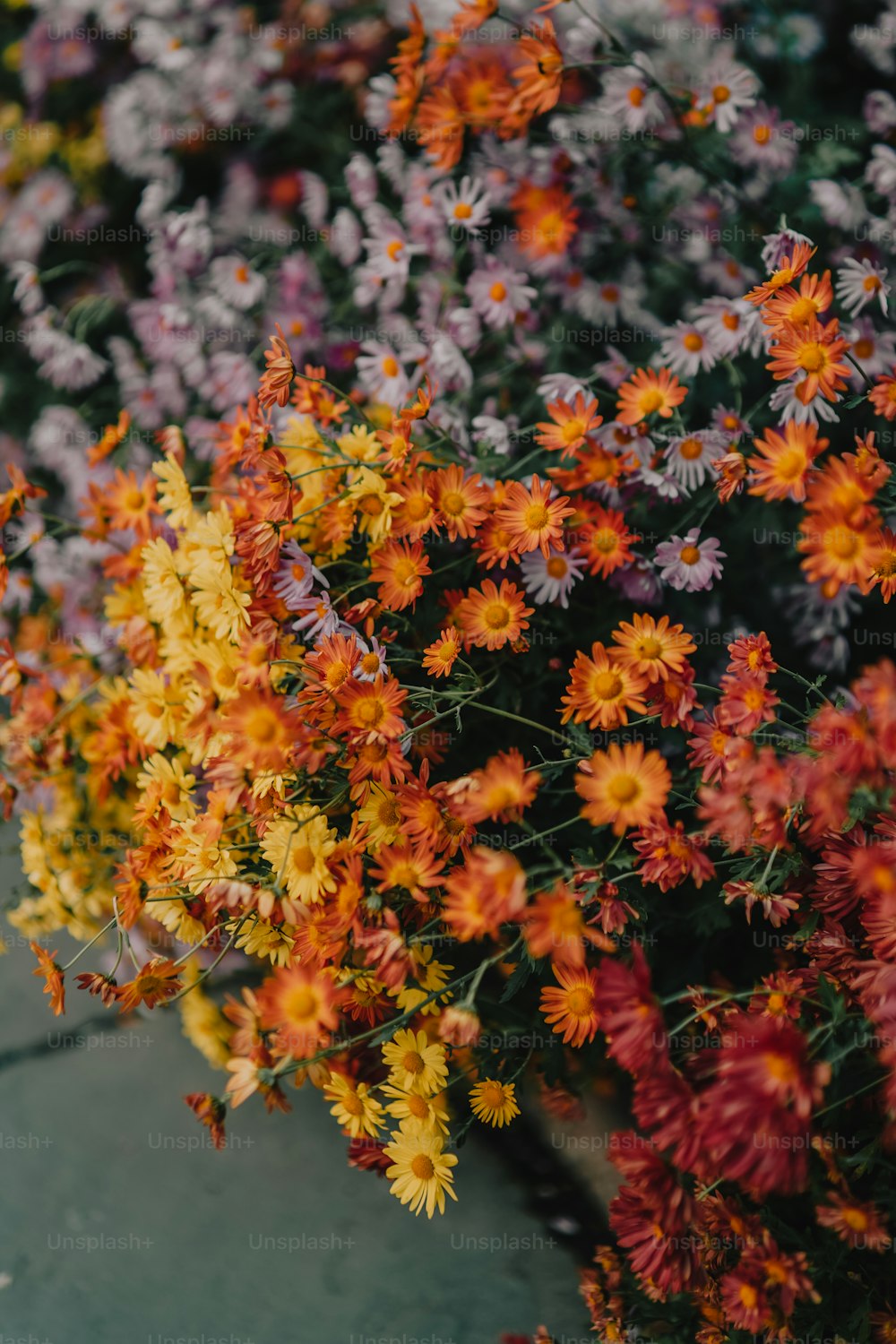 a close up of a bunch of flowers