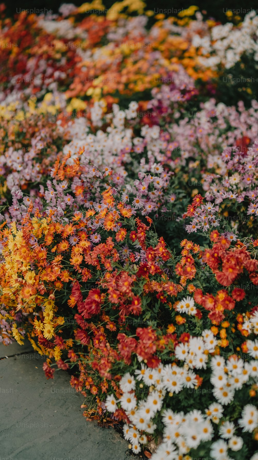 a bunch of flowers that are in the ground