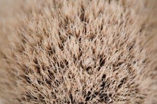 Un primer plano de una planta con pelo muy largo