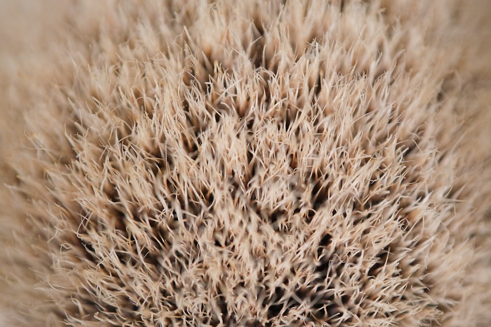 Un primer plano de una planta con pelo muy largo