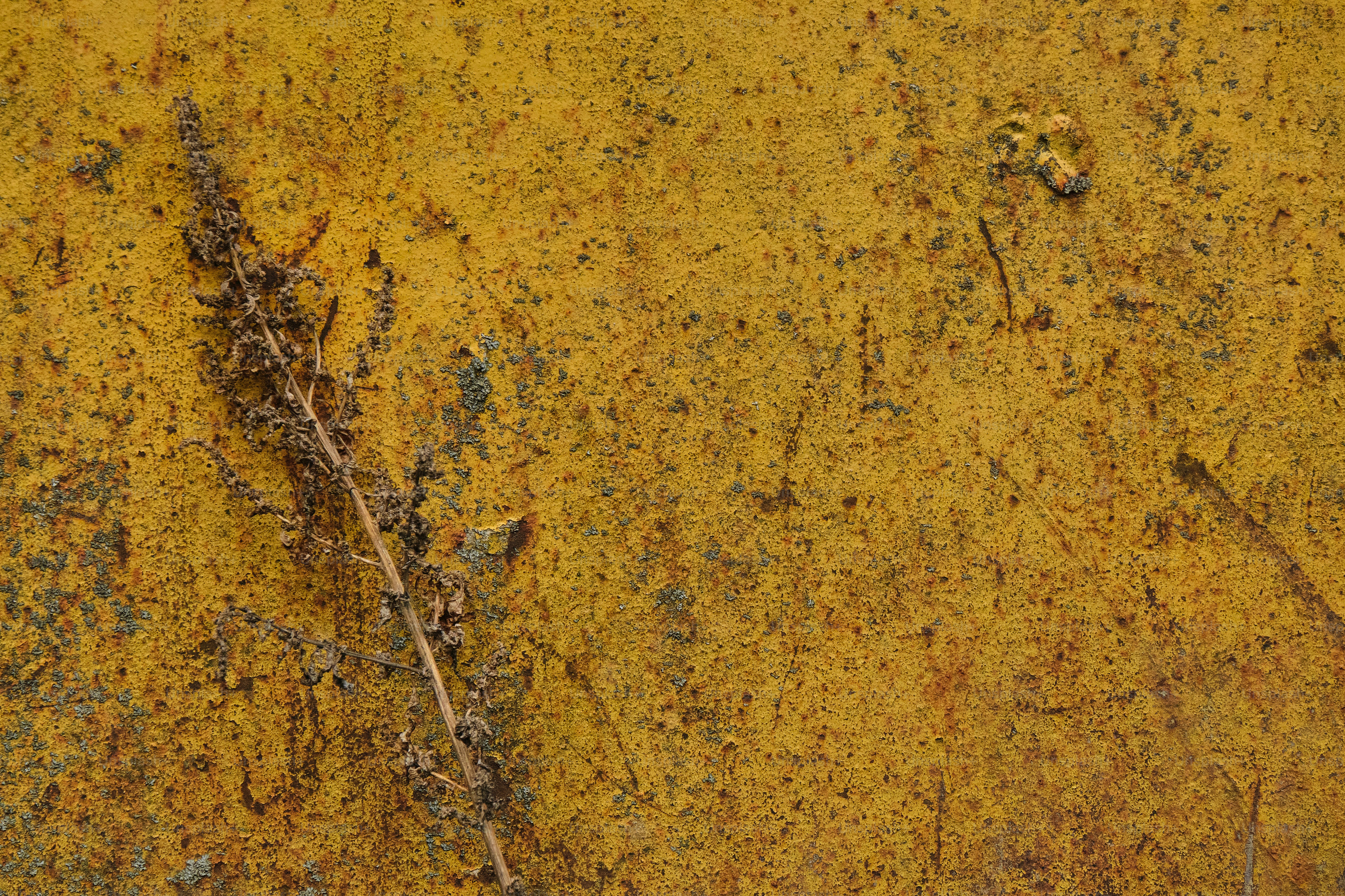 a close up of a plant on a yellow surface