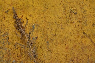 a close up of a plant on a yellow surface