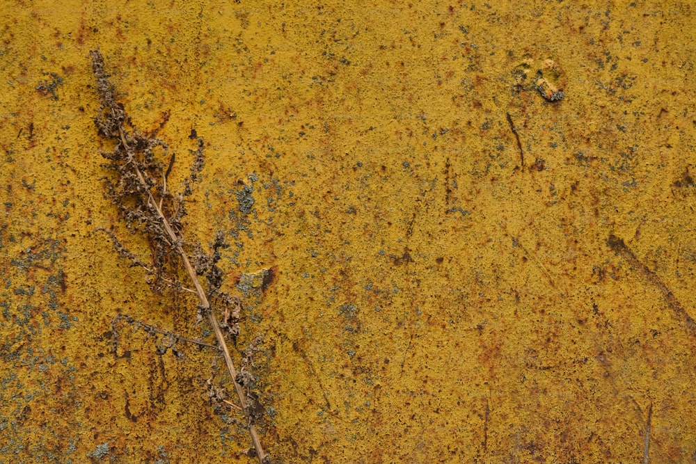 a close up of a plant on a yellow surface