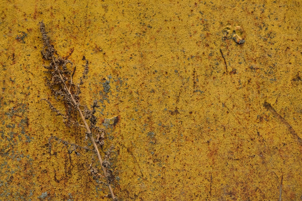 um close up de uma planta em uma superfície amarela
