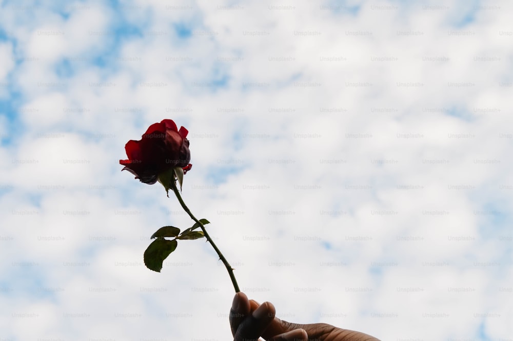 a person holding a single red rose in their hand
