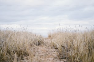 a path through a field of tall grass