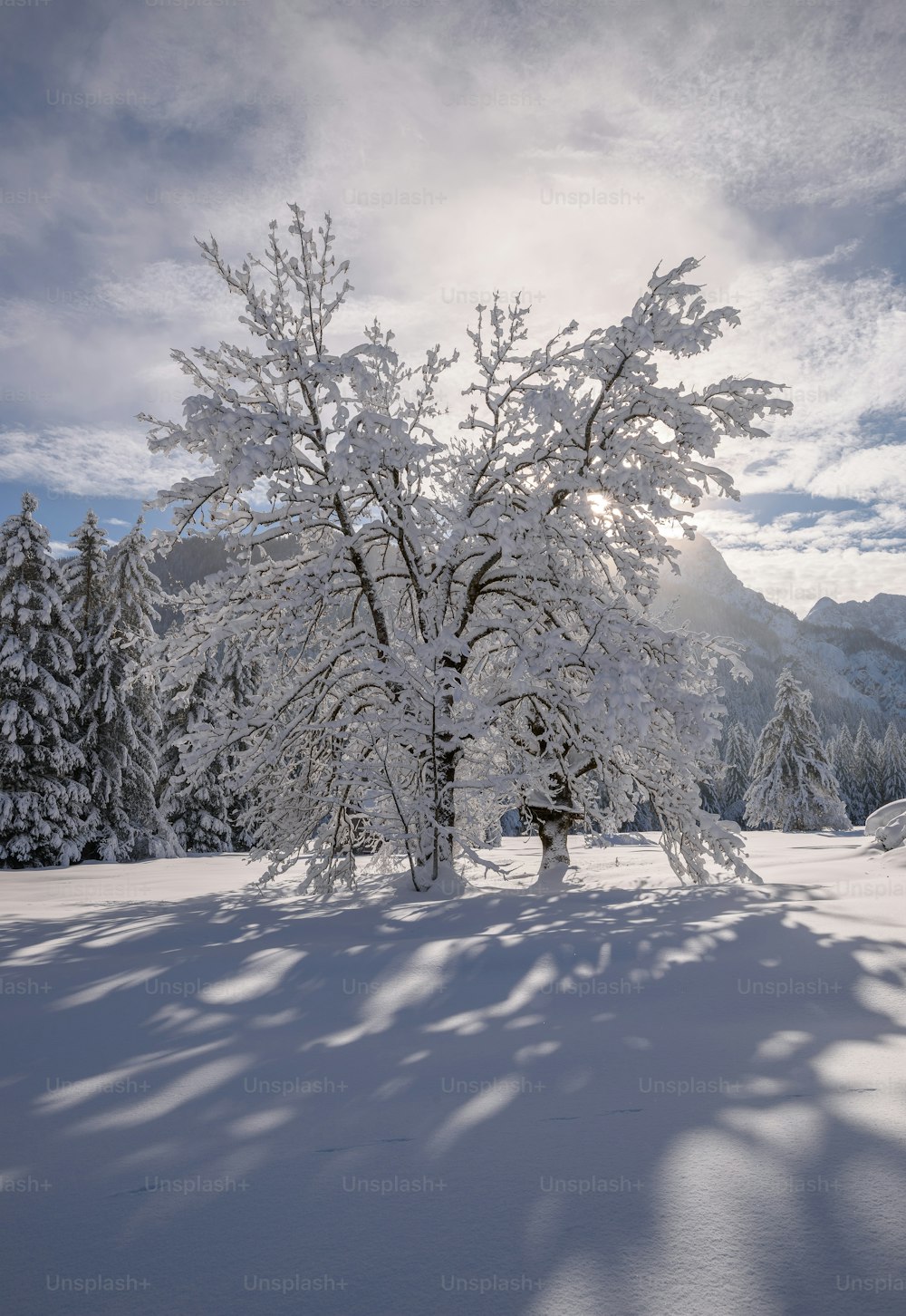 a snow covered field with trees and mountains in the background