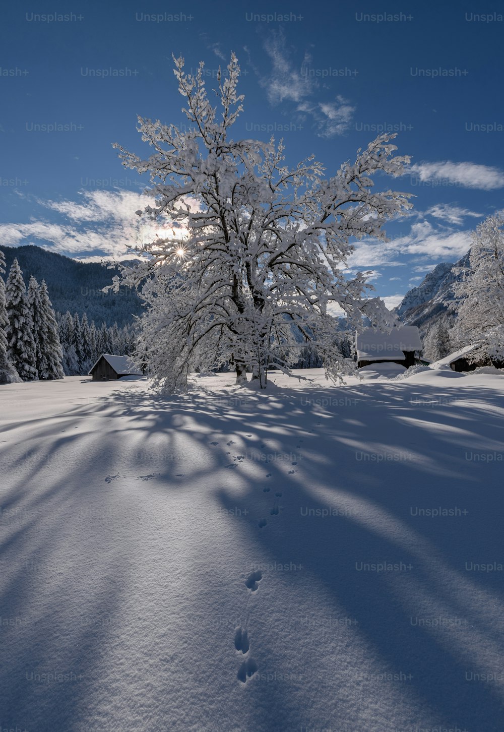 um campo coberto de neve com uma árvore no meio dele