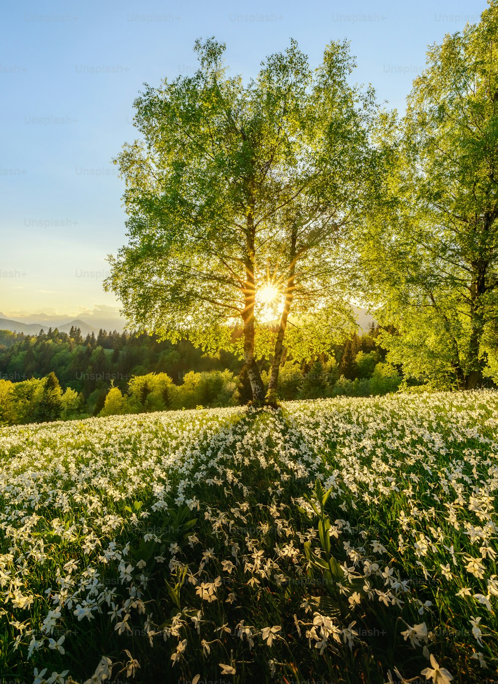 a field of flowers with a tree in the background