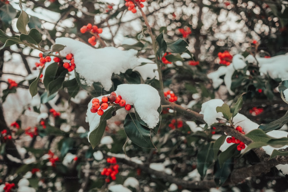 a bush with red berries and green leaves covered in snow