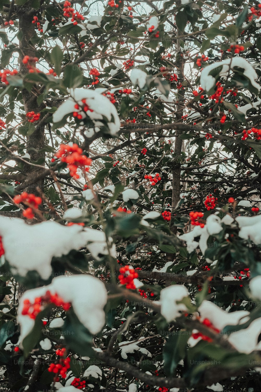uma árvore coberta de neve e bagas vermelhas