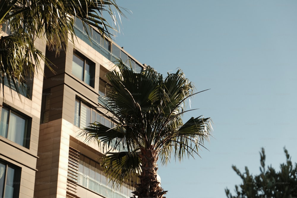 a palm tree in front of a tall building