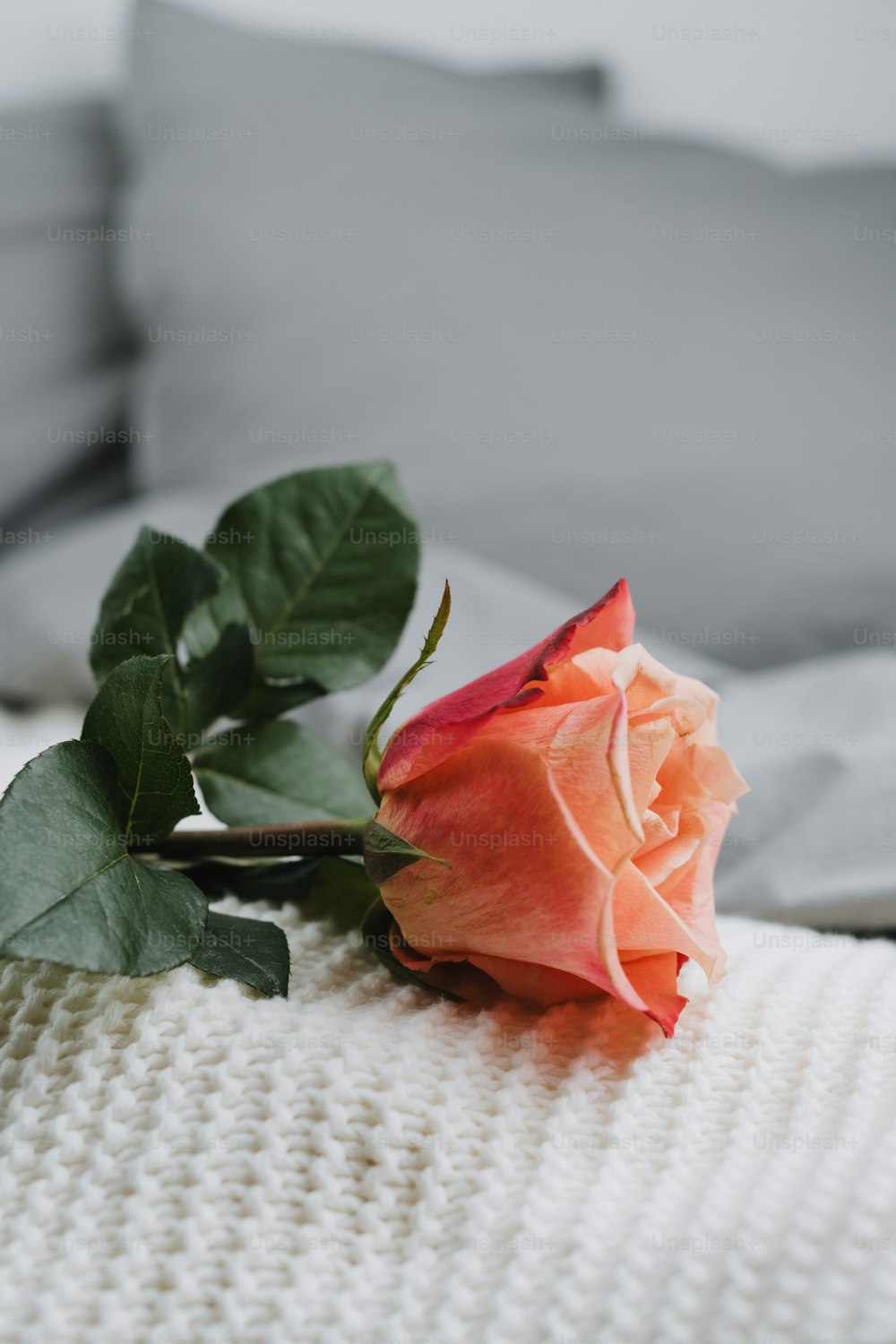 白い毛布の上に座っている一本のバラ