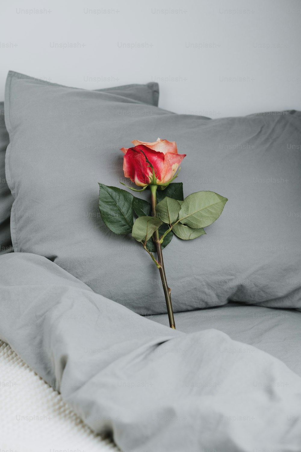 Una sola rosa sentada encima de una cama