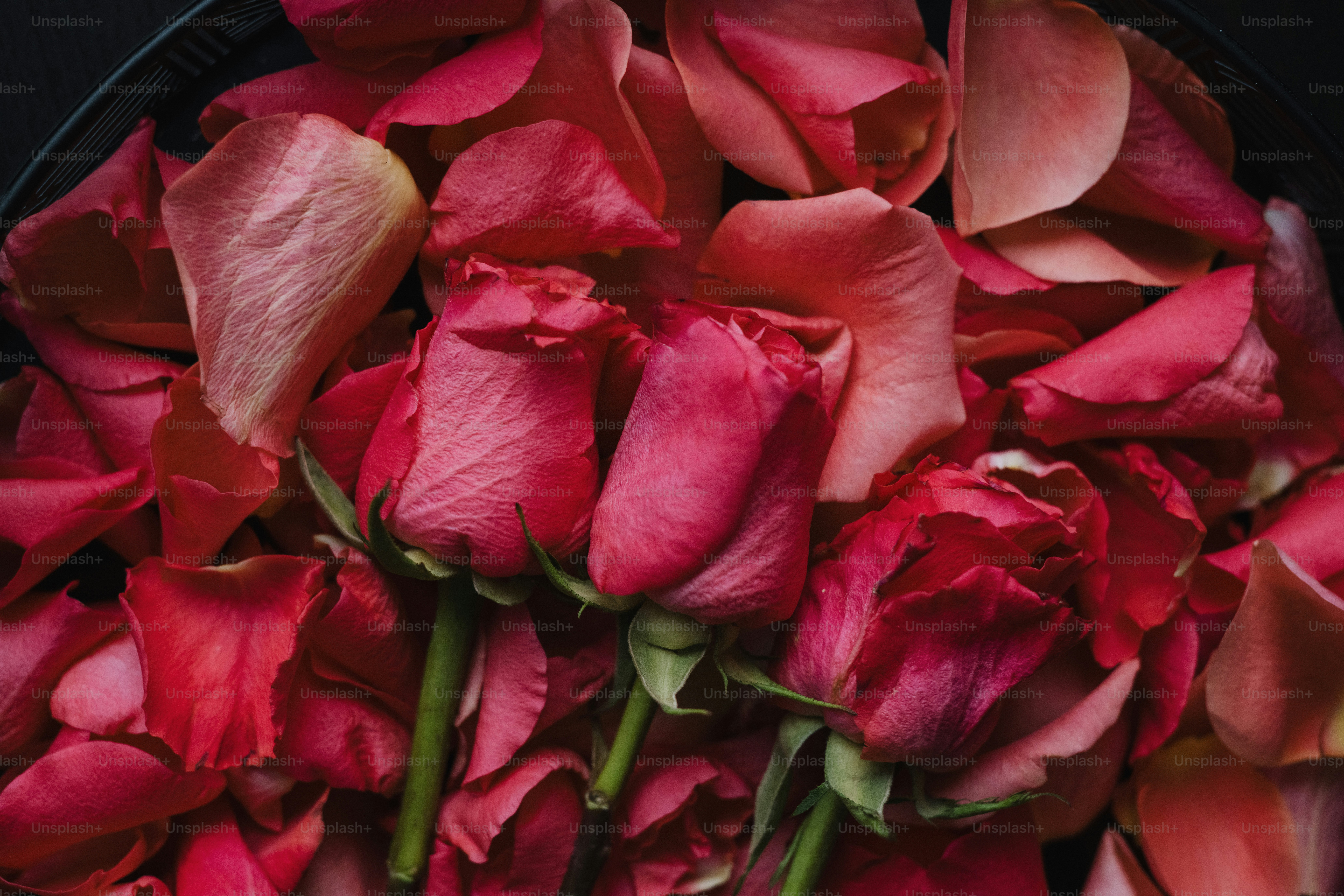 a bunch of red roses sitting in a bowl