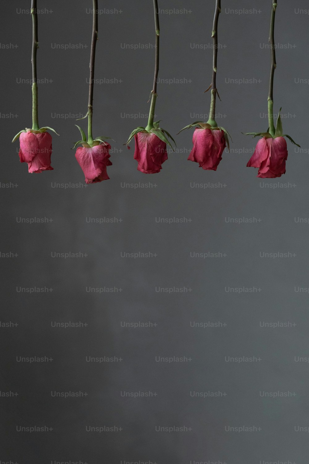 a bunch of pink roses hanging from a line