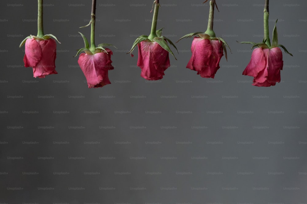 un bouquet de fleurs roses suspendues à une ligne