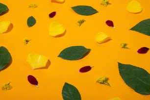 un gruppo di foglie gialle e rosse su una superficie gialla