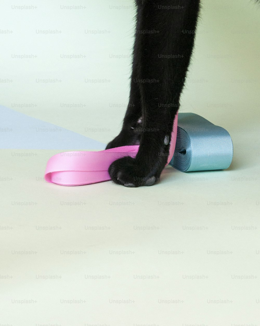 a black cat standing on top of a pink and blue object