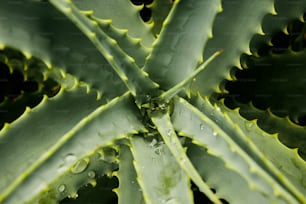 Un primer plano de una planta verde con gotas de agua sobre ella