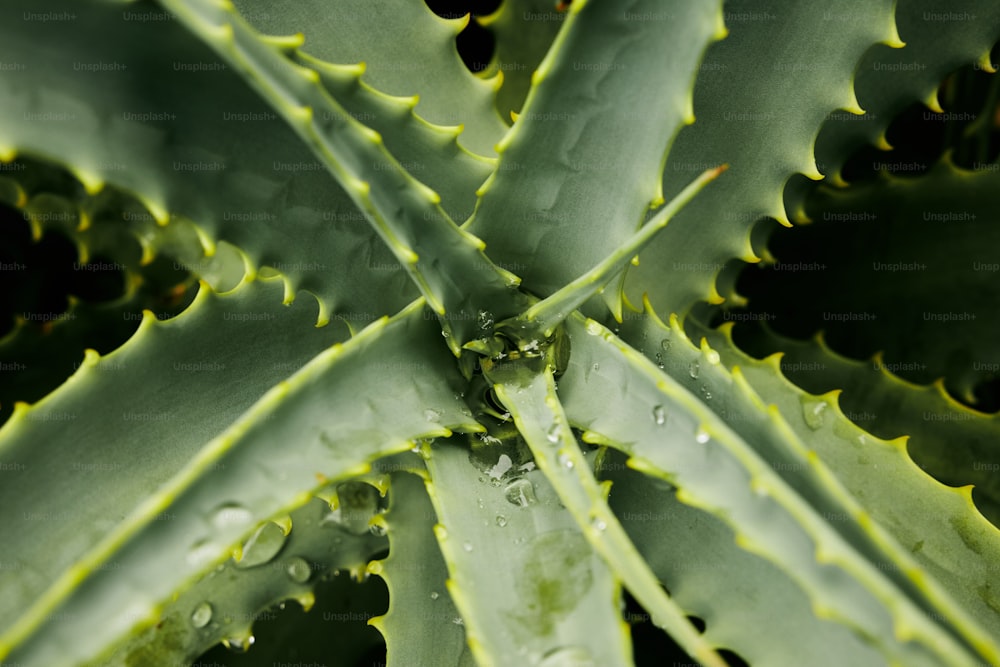 um close up de uma planta verde com gotas de água sobre ela