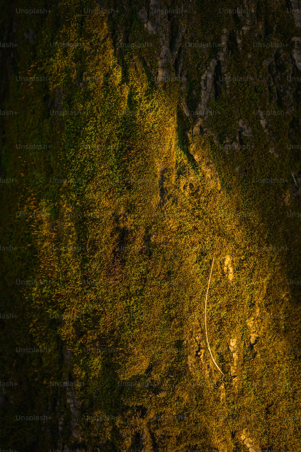 a bird's eye view of a tree in the night